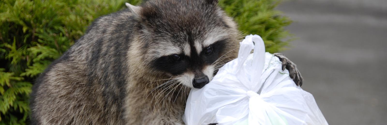 raccoon-in-trash-with-grass-background