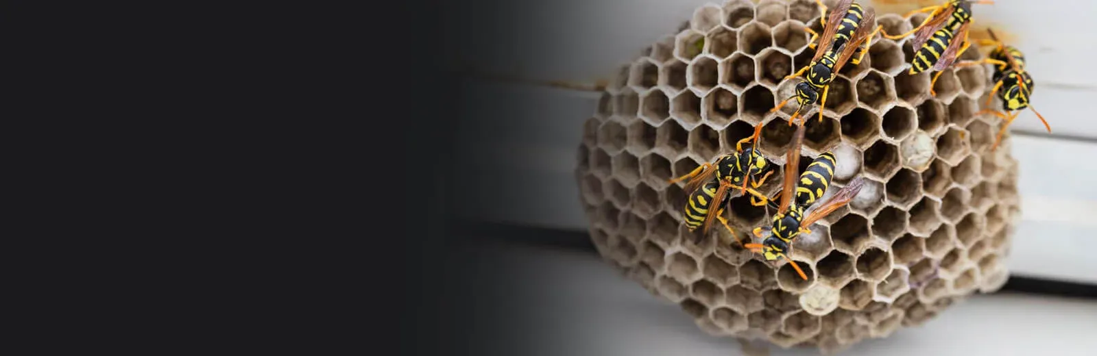 Wasp nest on house