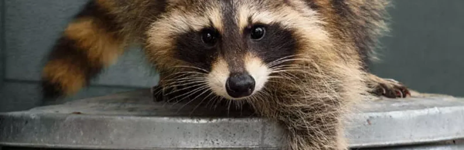 Raccoon on a trash can