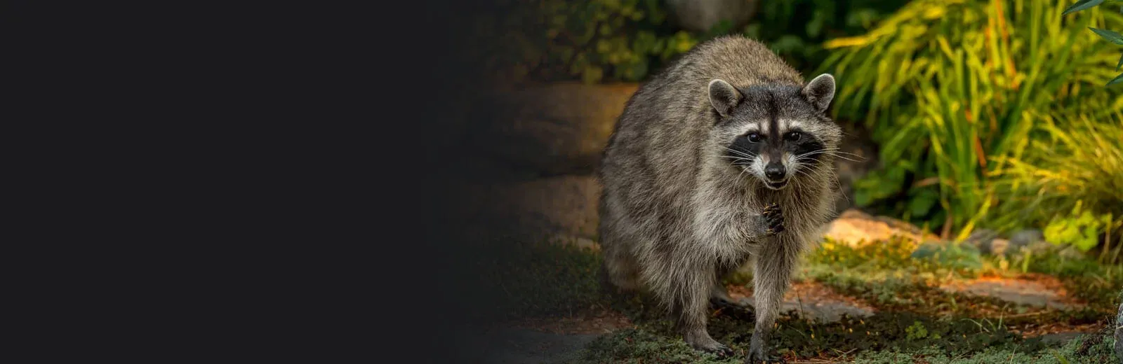 Raccoon in front of home