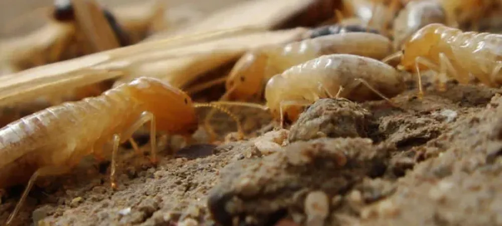 Termites on wood